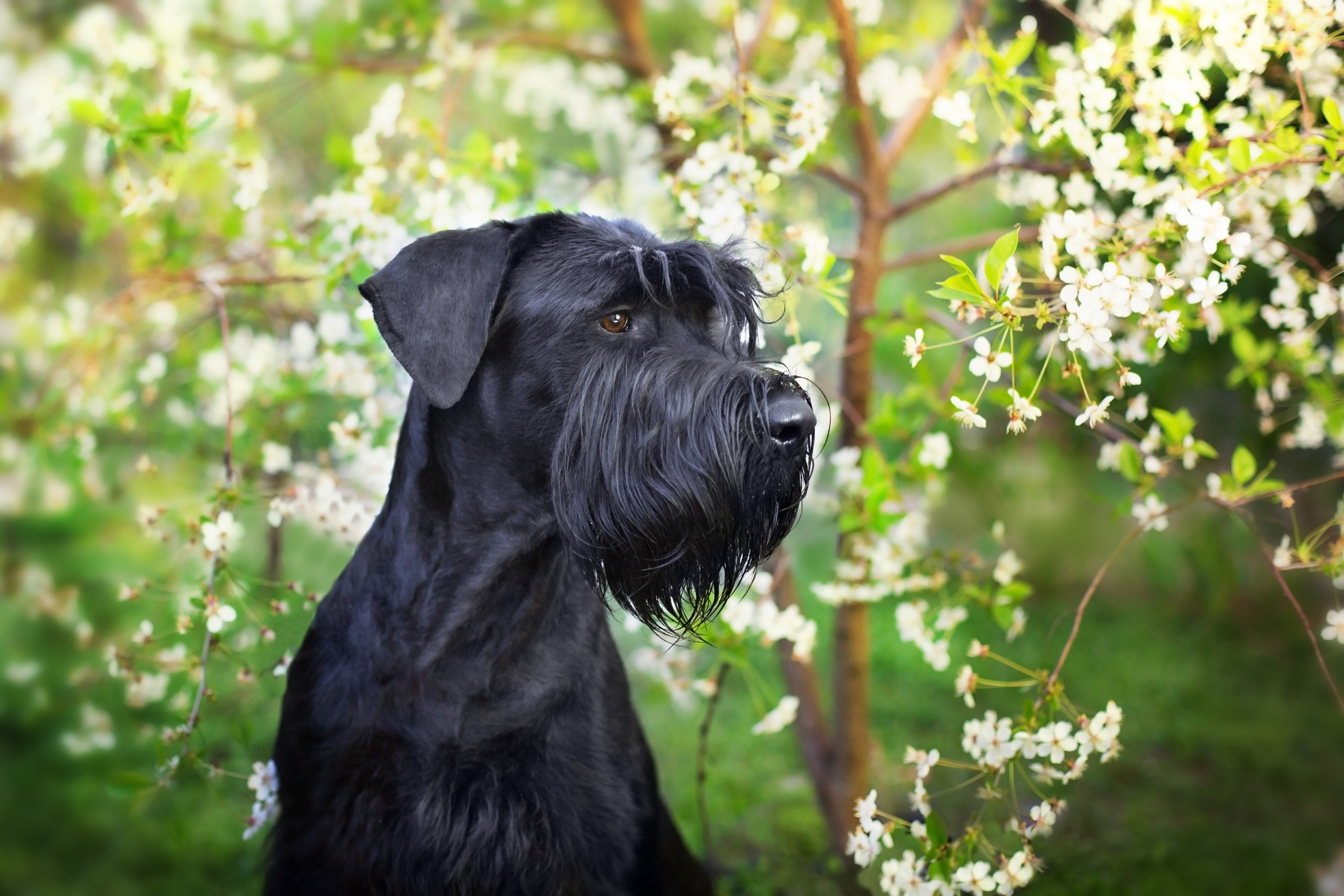 Svart riesenschnauzerhuvud framför blommande träd