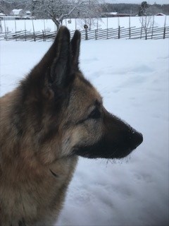 Bild på schäferhuvud