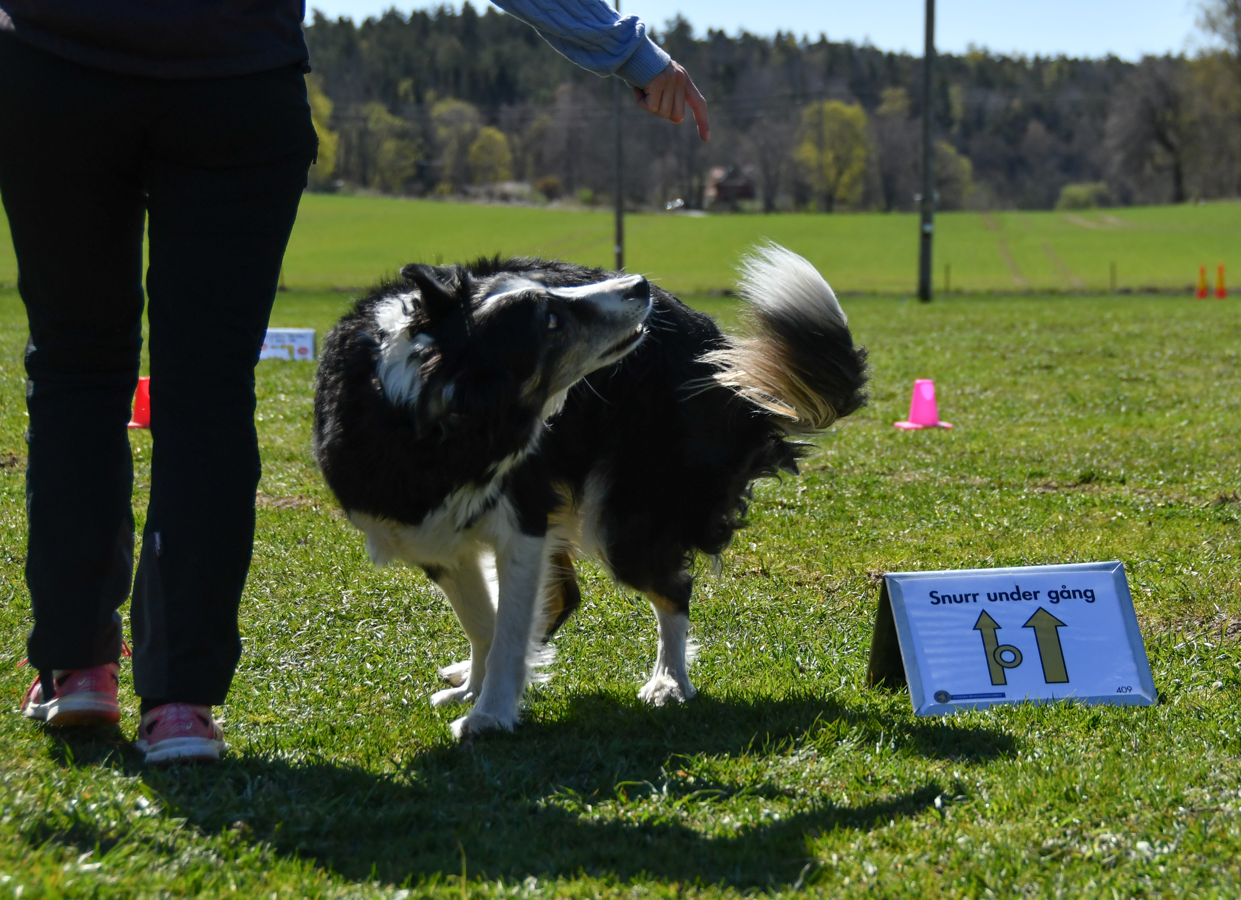 Border collie som utför momentet snurr under gång i rallylydnad