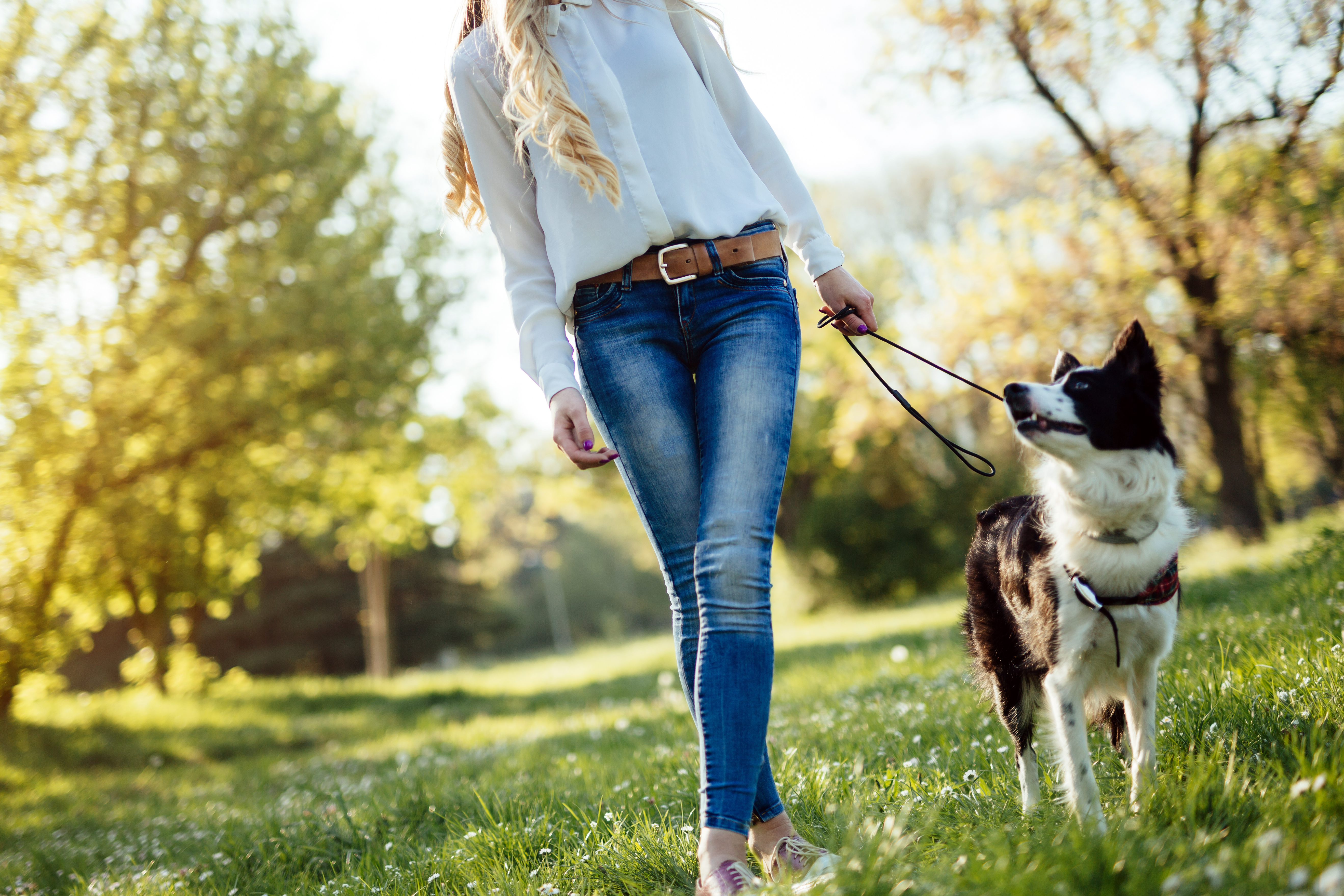 border collie på promenad