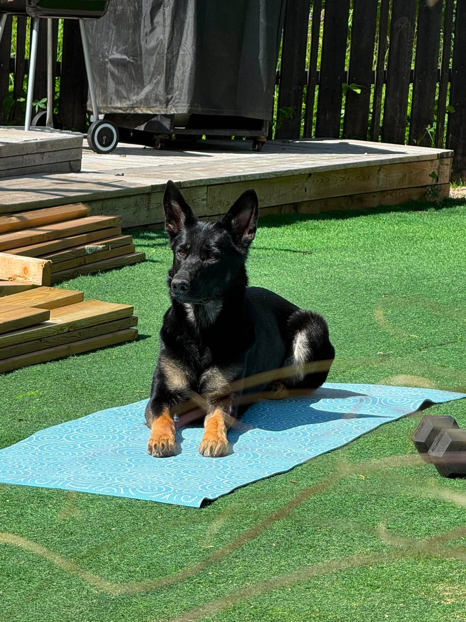 Hund som ligger på en matta