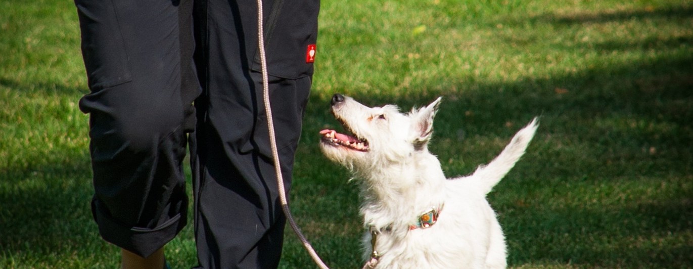 Vit hund på kurs