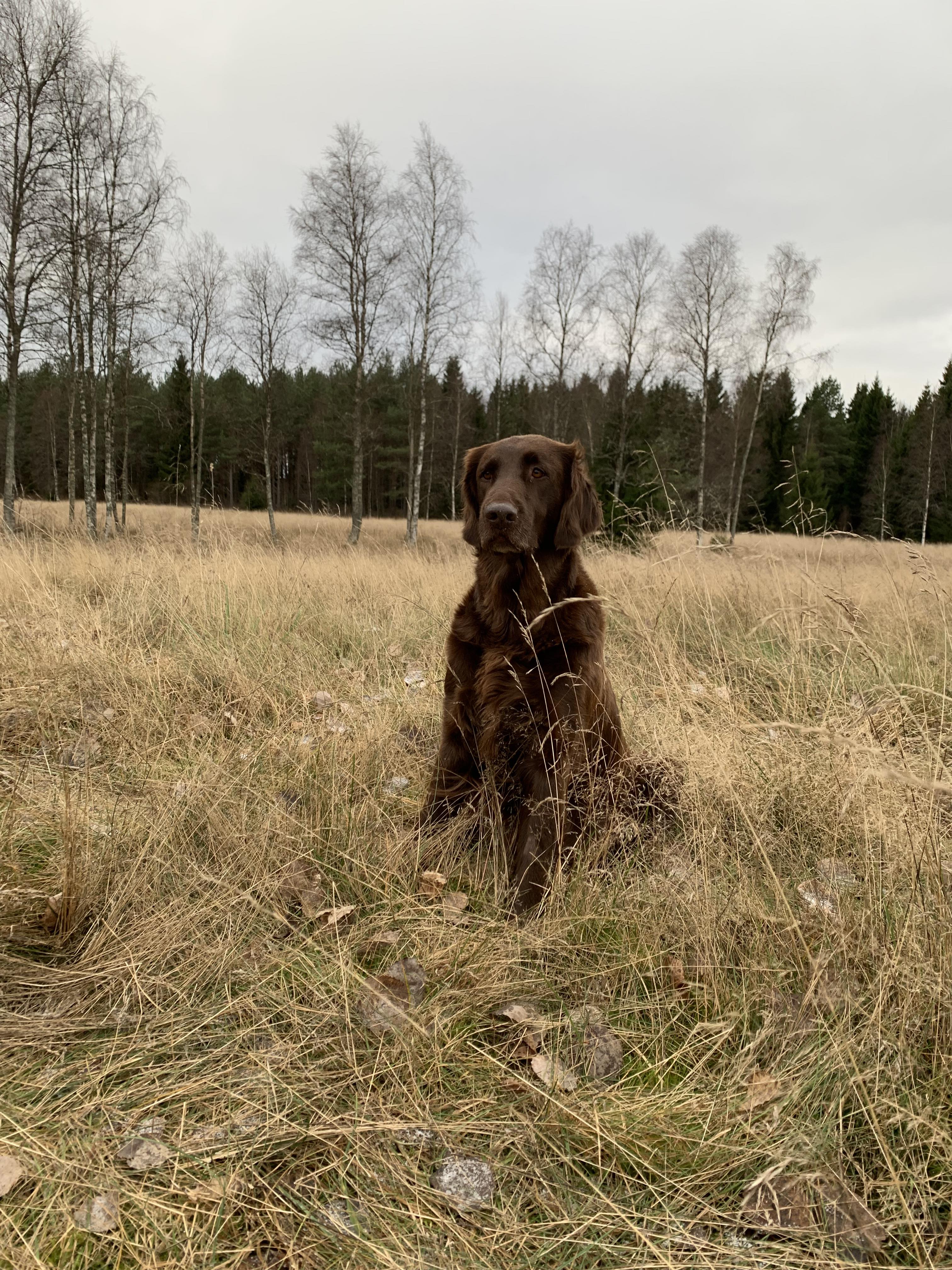 Hund som sitter i gräset.
