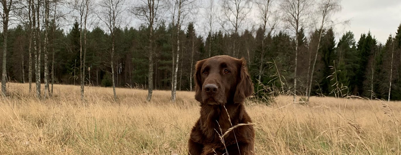 Hund som sitter i gräset.