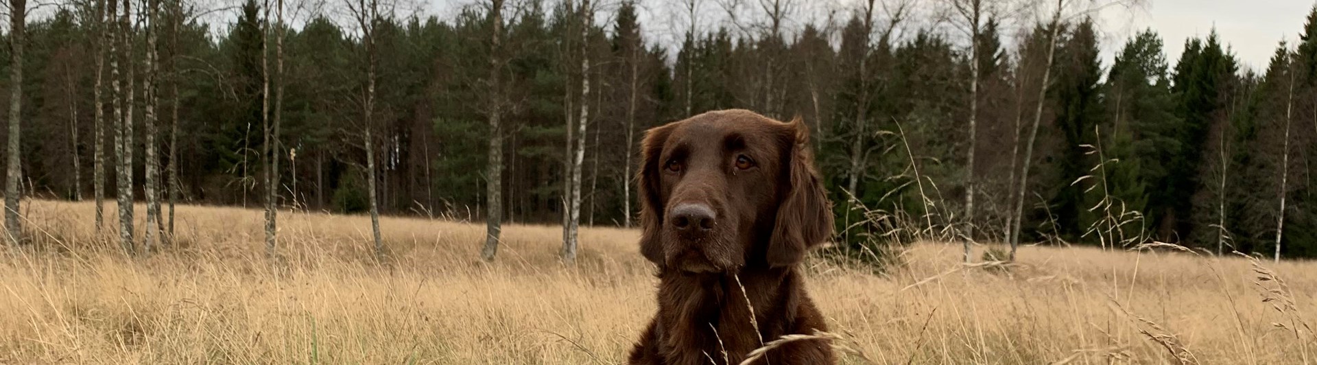 Hund som sitter i gräset.