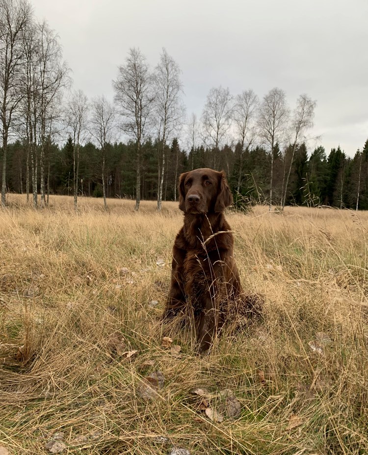 Hund som sitter i gräset.