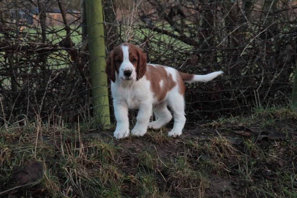 Springer Spaniel valp