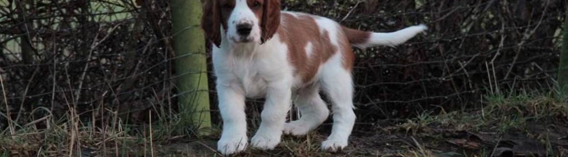 Springer Spaniel valp
