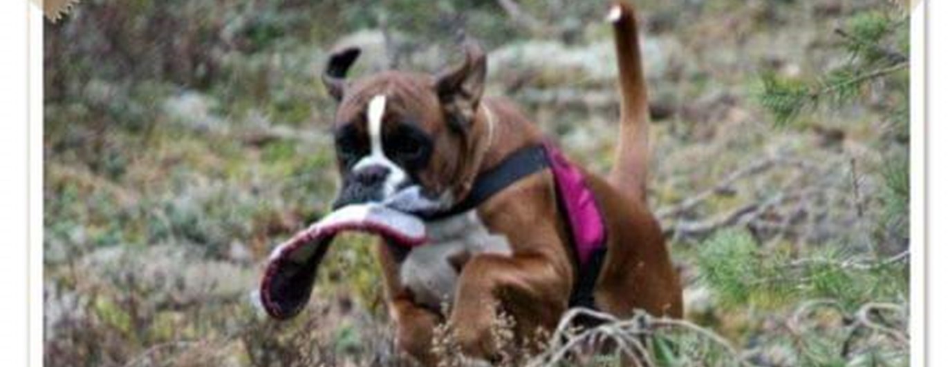 Hund som springer i skogen