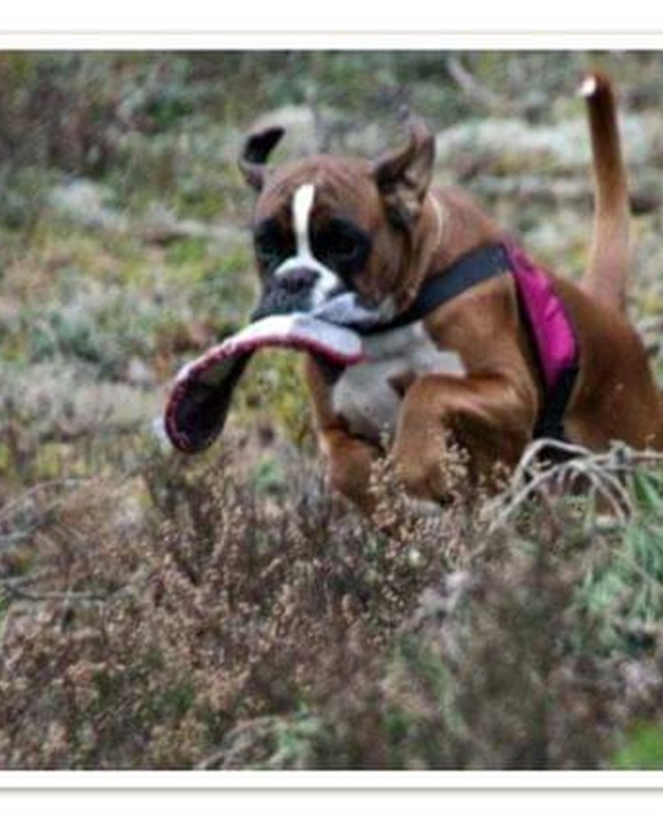 Hund som springer i skogen