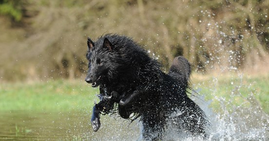 Bild som visar en springande belgiskvallhund/groenendael som springer i vatten.