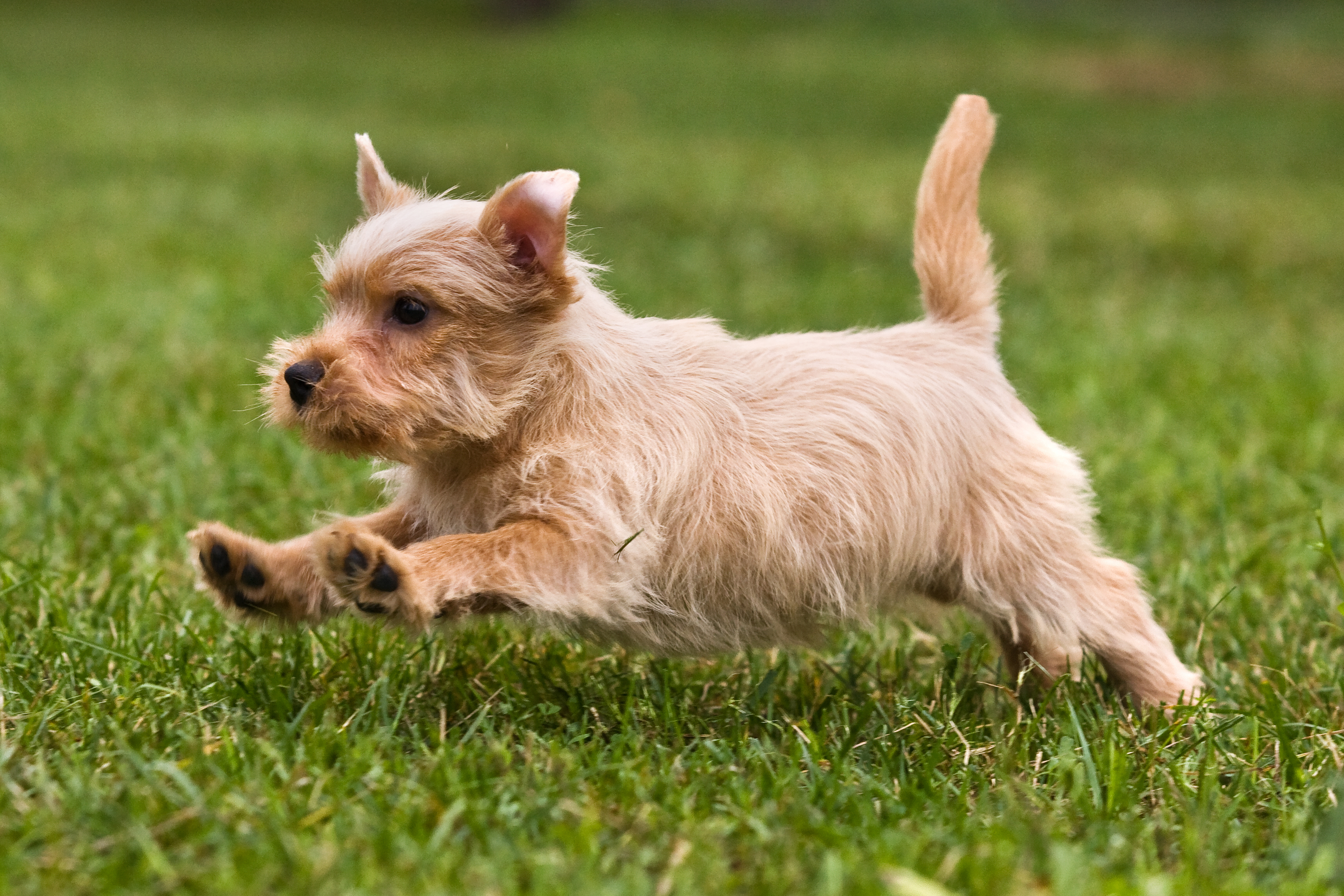 Norfolkterrier som springer på en grön gräsmatta