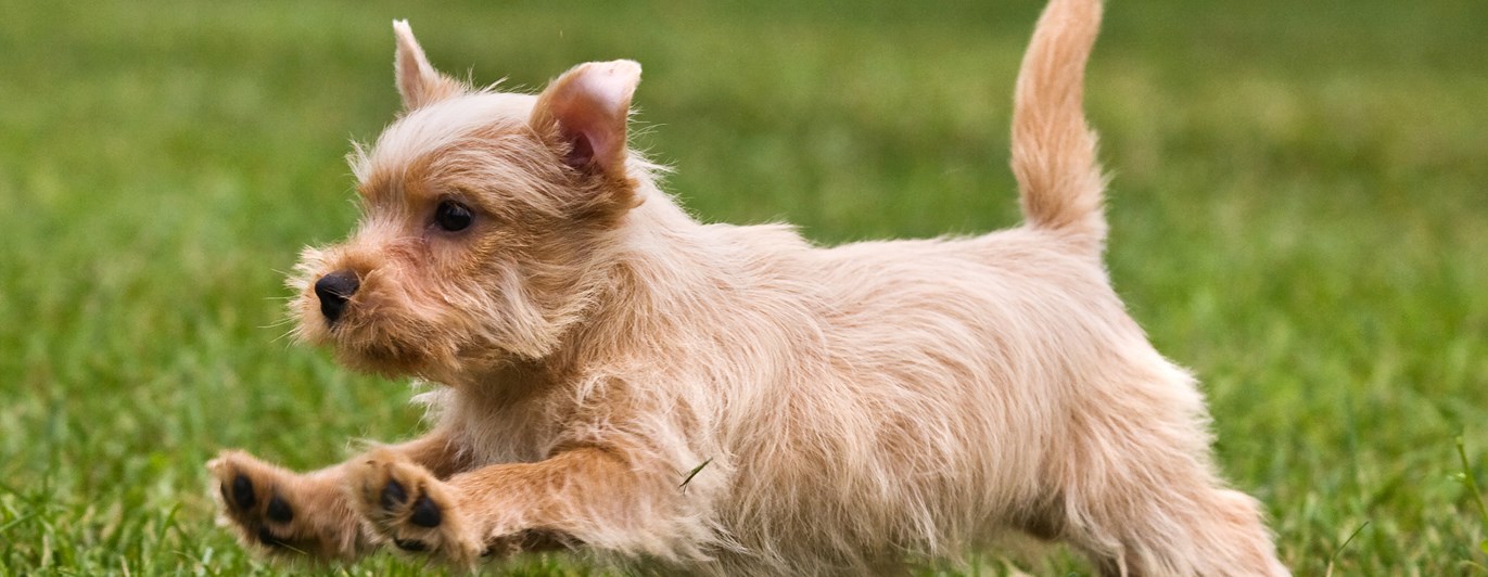 Norfolkterrier som springer på en grön gräsmatta