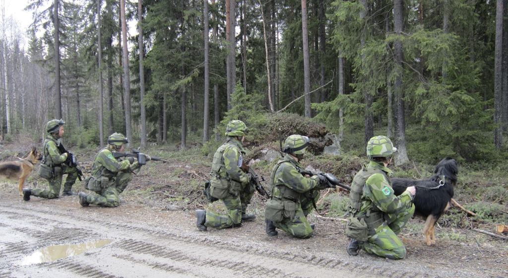 Hundförare och hundar i skogen