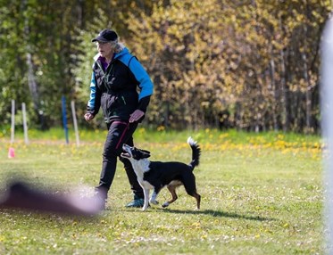 Lydnadsträning Border Collie