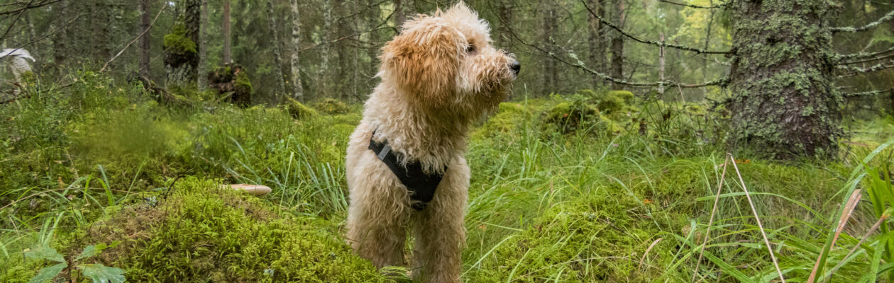 Liten pudelliknande hund i skog