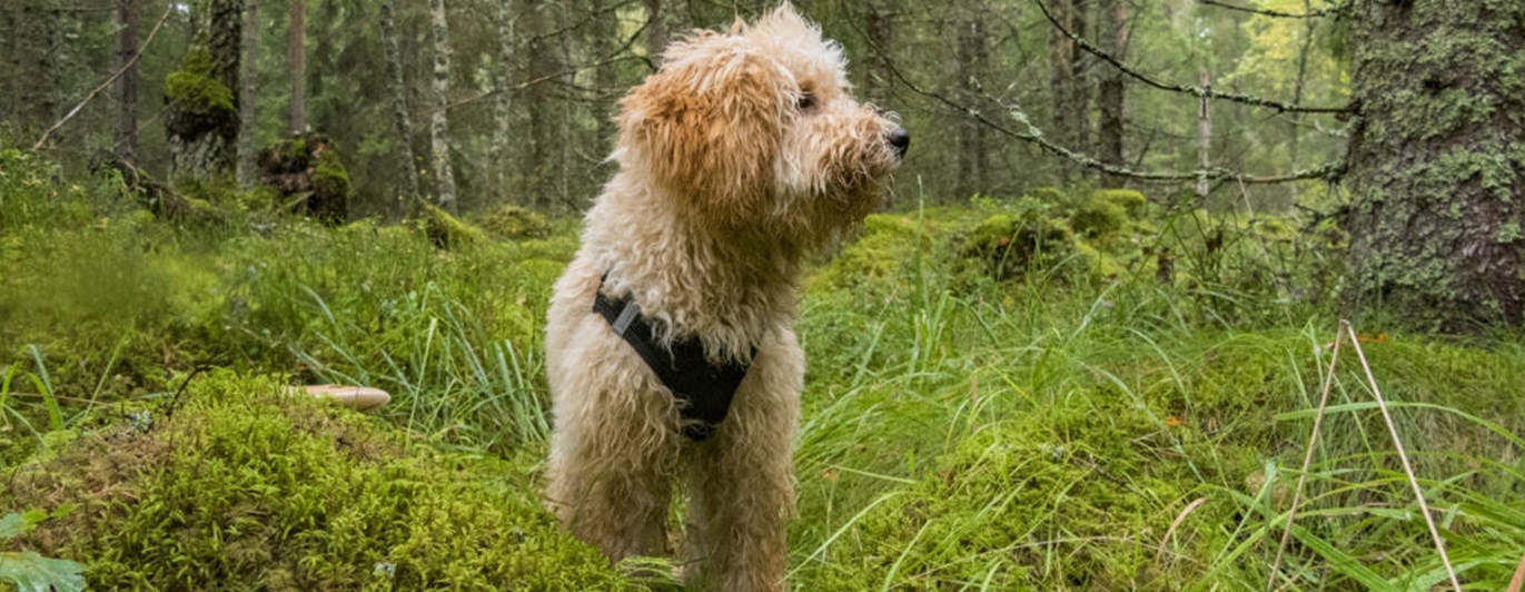 Liten pudelliknande hund i skog
