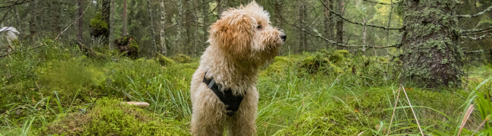 Liten pudelliknande hund i skog
