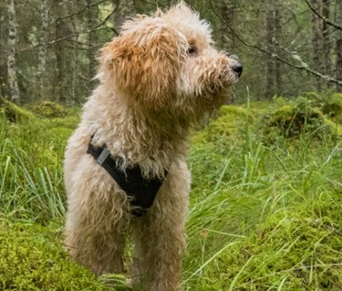 Liten pudelliknande hund i skog