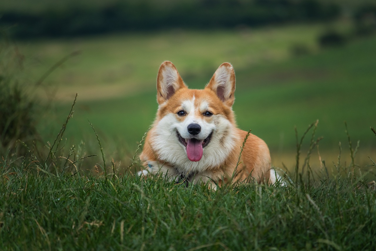 Liggande Corgi