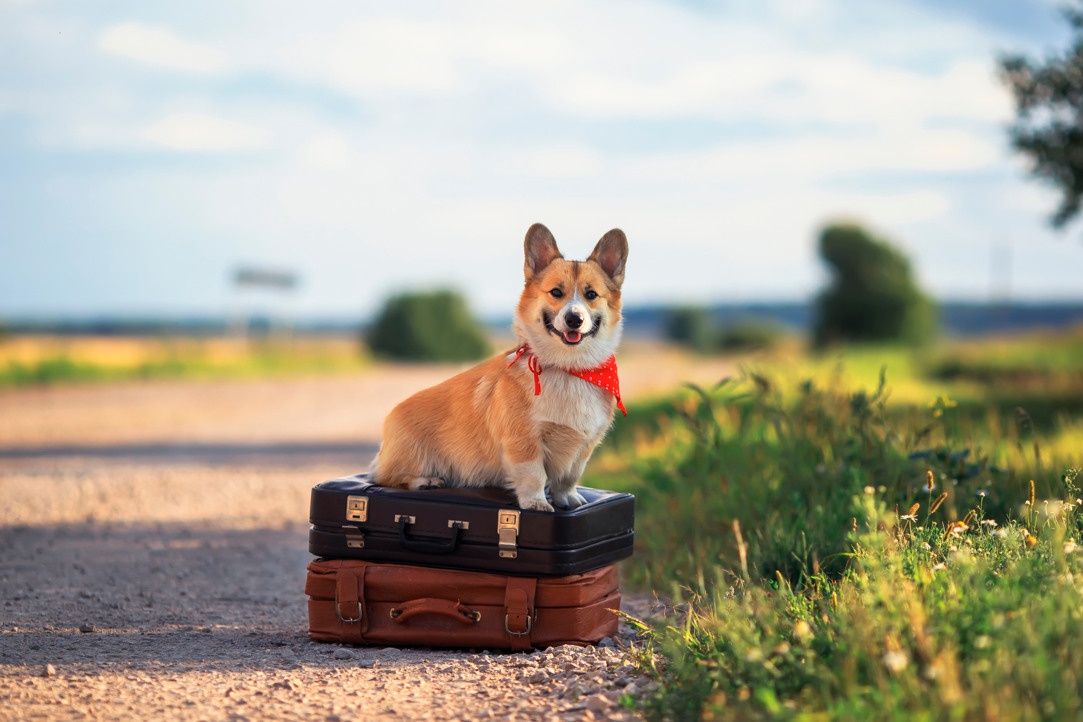 En corgi som sitter på två resväskor vid en grusväg