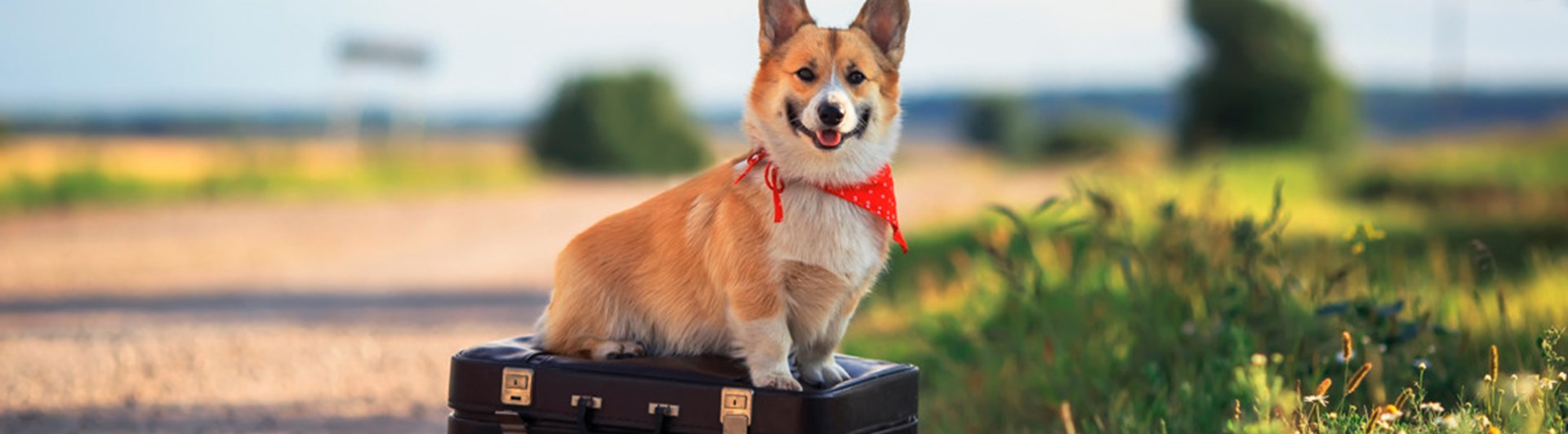En corgi som sitter på två resväskor vid en grusväg
