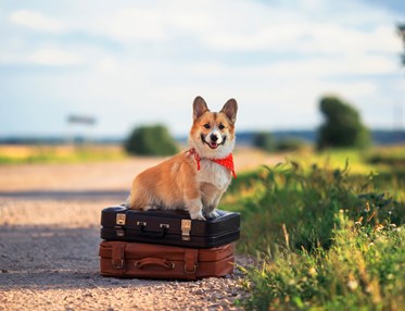 En corgi som sitter på två resväskor vid en grusväg