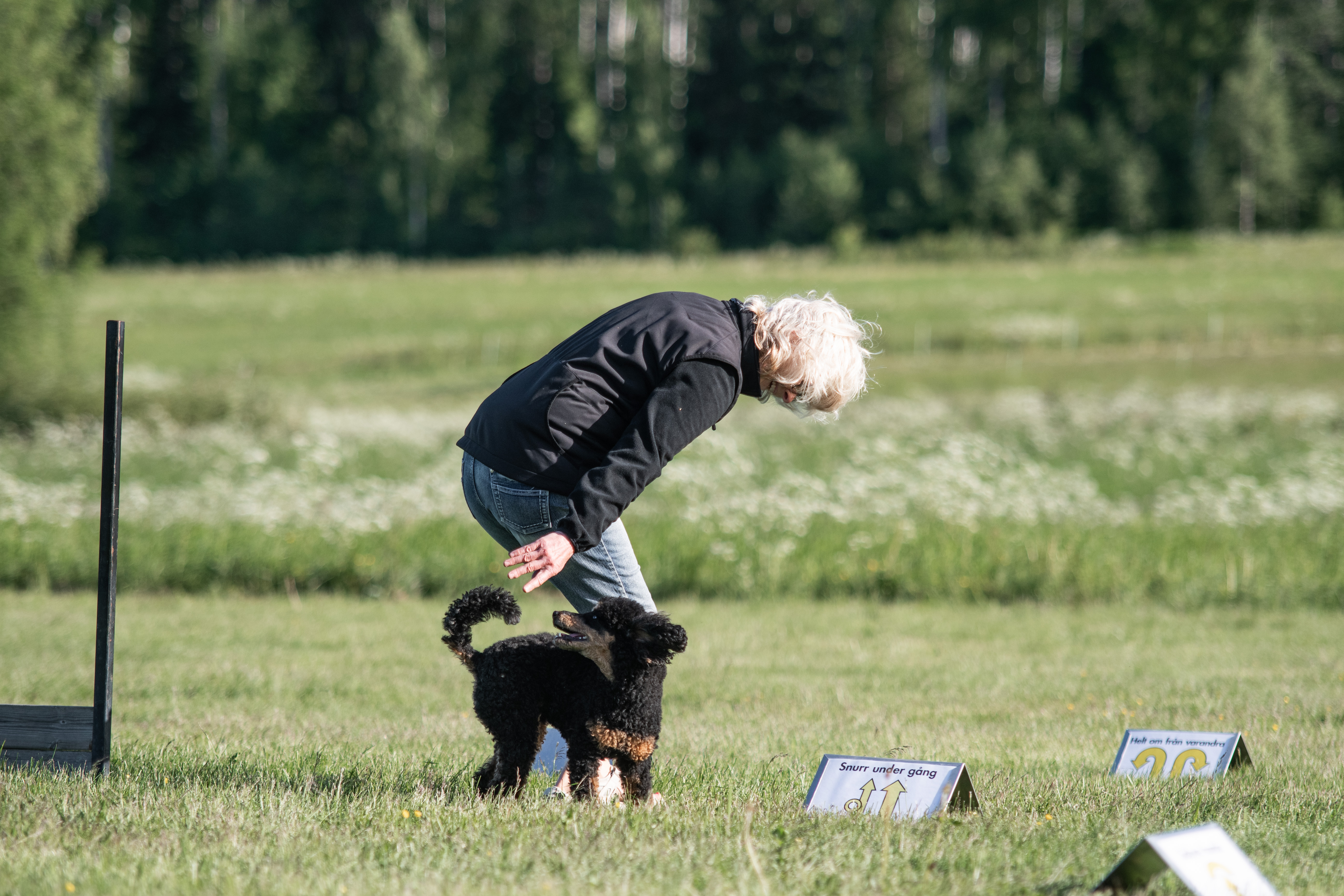Mona Nordlander och hennes pudel kille Zebbe tränar Rallylydnad.