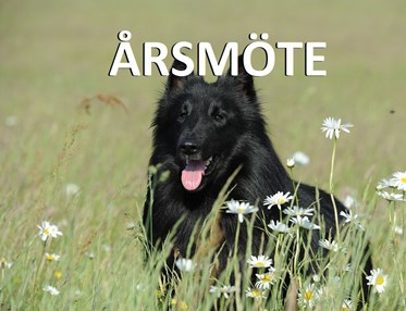 Årsmöte