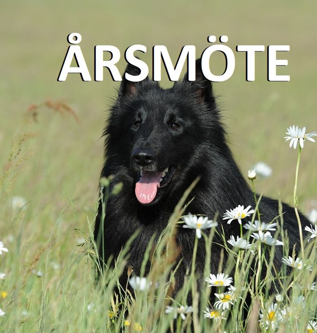 Årsmöte