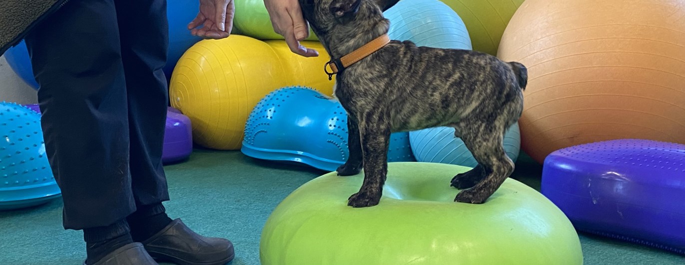 Fransk bulldog på balansboll