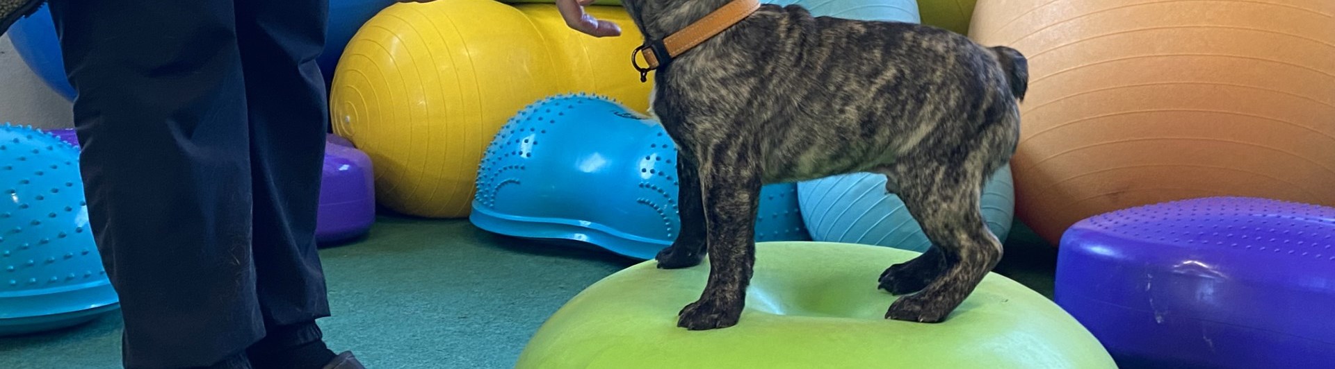 Fransk bulldog på balansboll