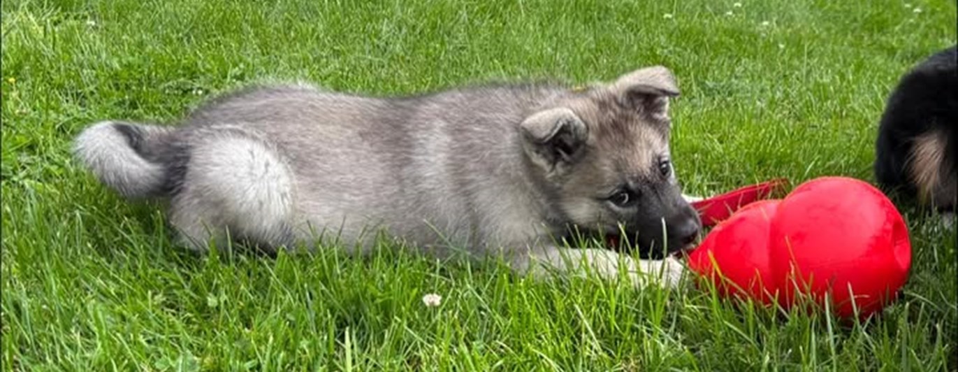 Gråhundsvalp med stor röd kong