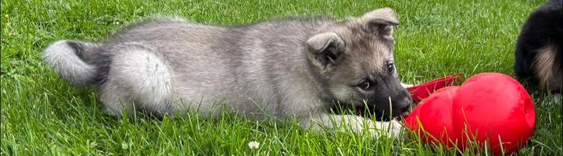 Gråhundsvalp med stor röd kong