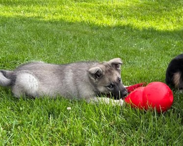 Gråhundsvalp med stor röd kong