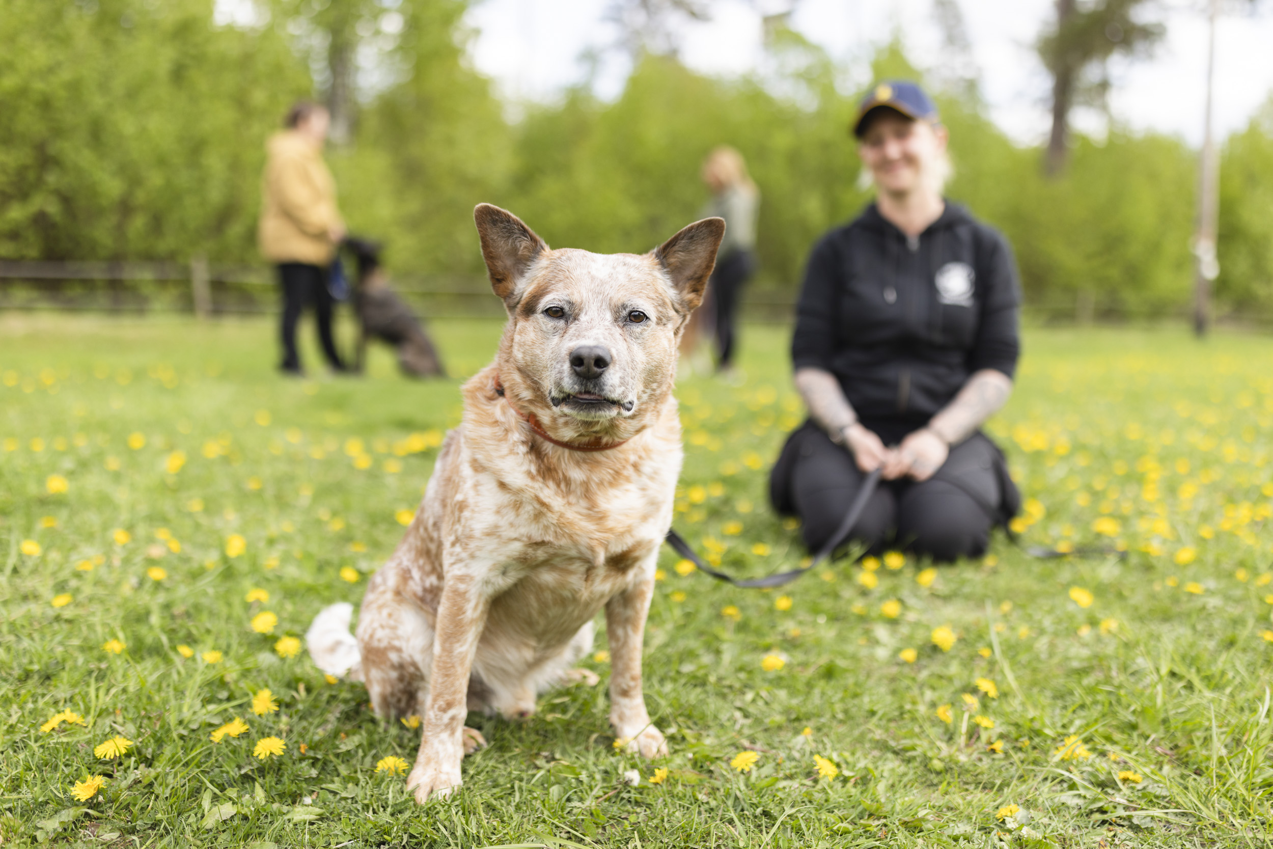 Australian cattledog som tittar in i kameran med sin matte i bakgrunden