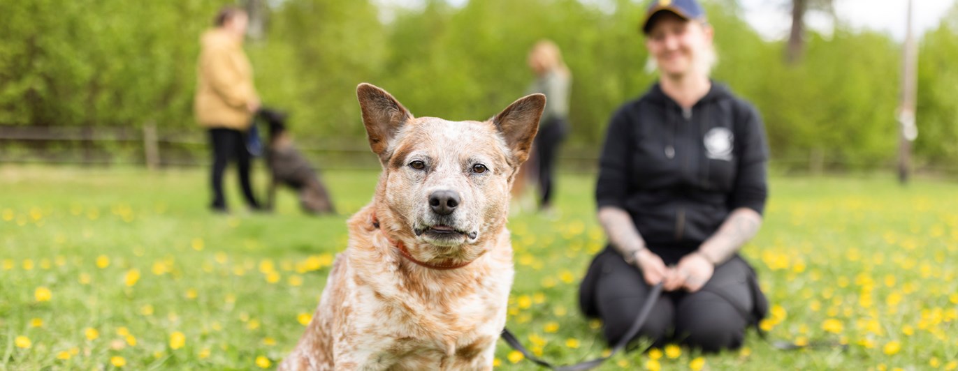 Australian cattledog som tittar in i kameran med sin matte i bakgrunden