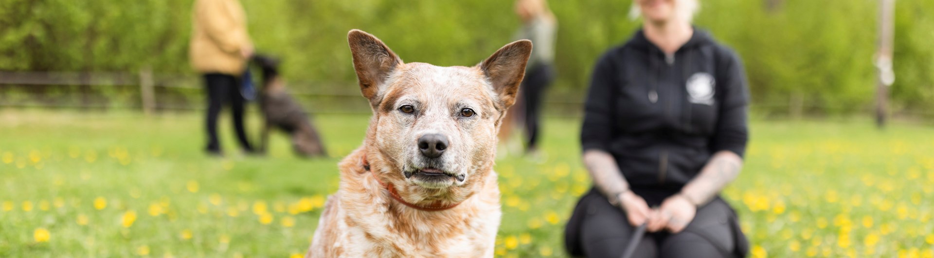 Australian cattledog som tittar in i kameran med sin matte i bakgrunden