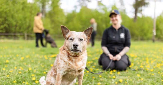 Australian cattledog som tittar in i kameran med sin matte i bakgrunden