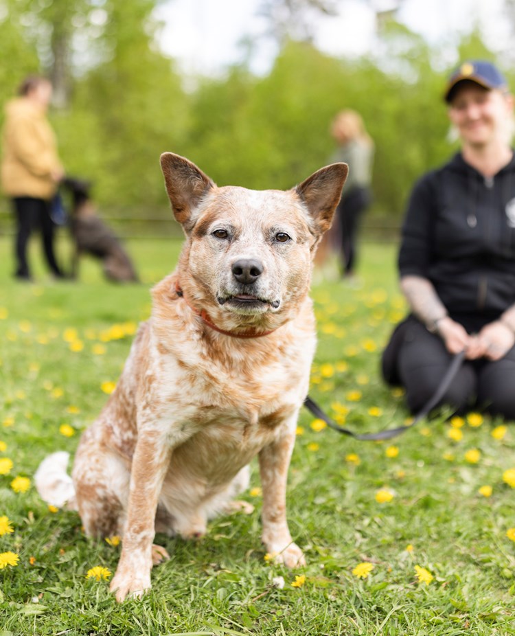 Australian cattledog som tittar in i kameran med sin matte i bakgrunden