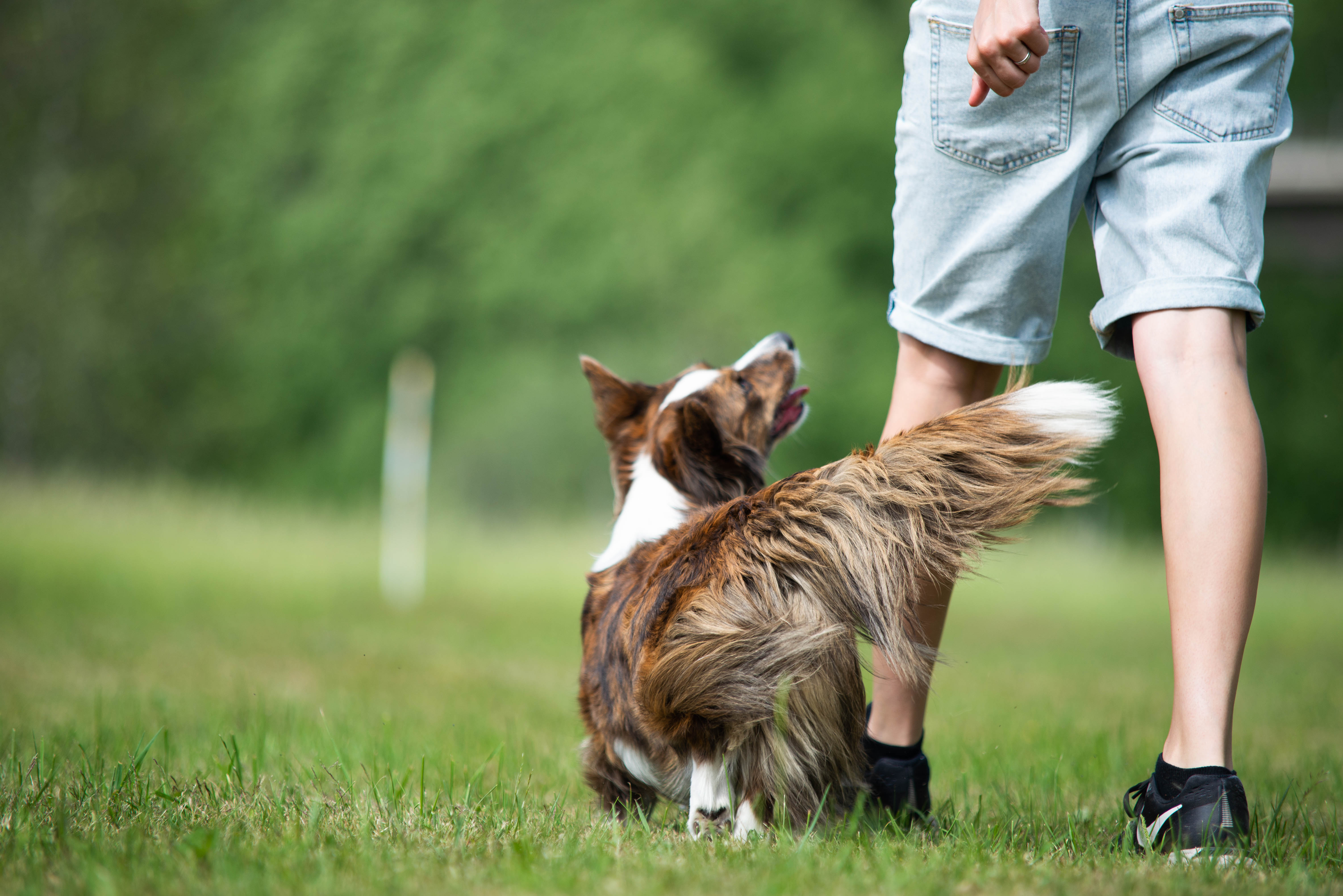 Corgi som går fot