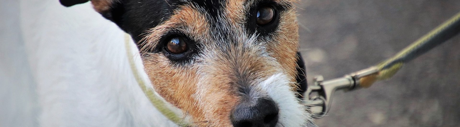 Jack russel terrier i svart brunt och vitt som tittar in i kameran.
