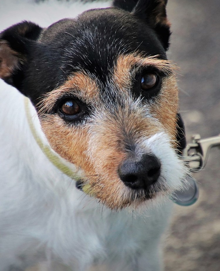 Jack russel terrier i svart brunt och vitt som tittar in i kameran.