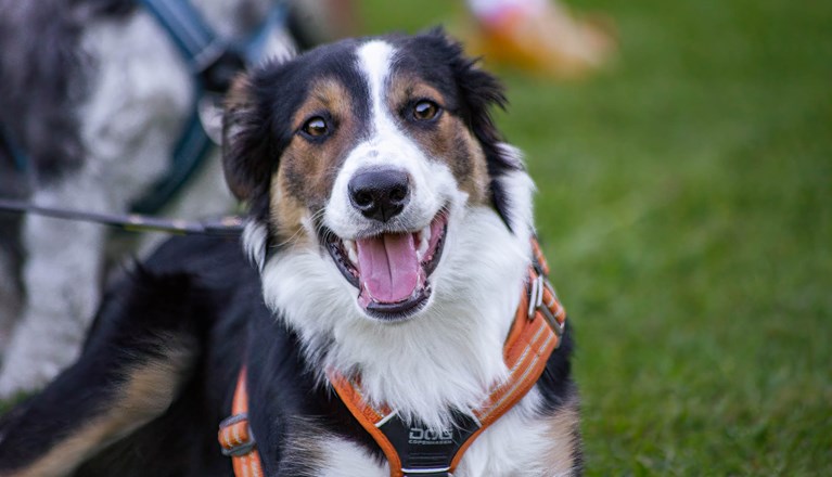 Hund tittar in i kameran