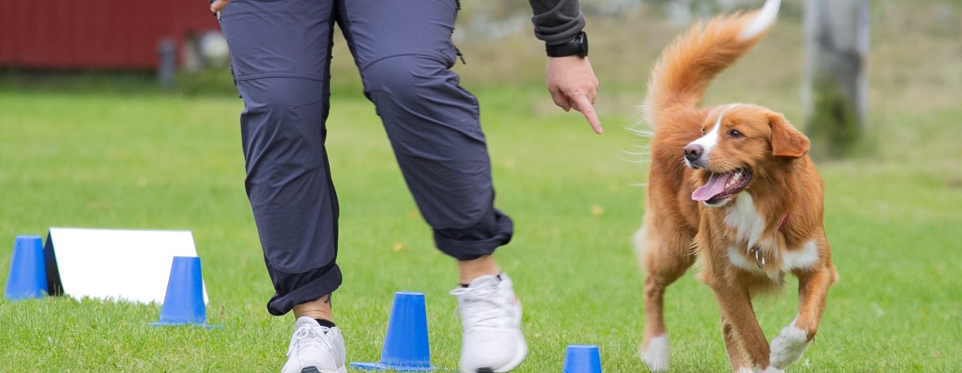 Nedansiljans Brukshundsklubb Rallylydnad