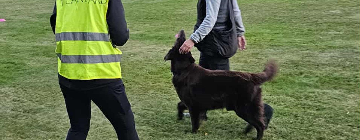 Öppenträning lydnad med planvärd