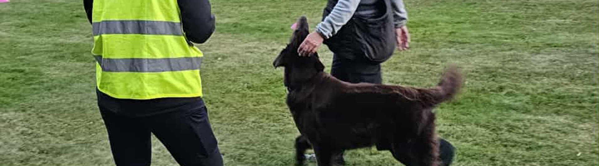 Öppenträning lydnad med planvärd