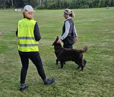 Öppenträning lydnad med planvärd