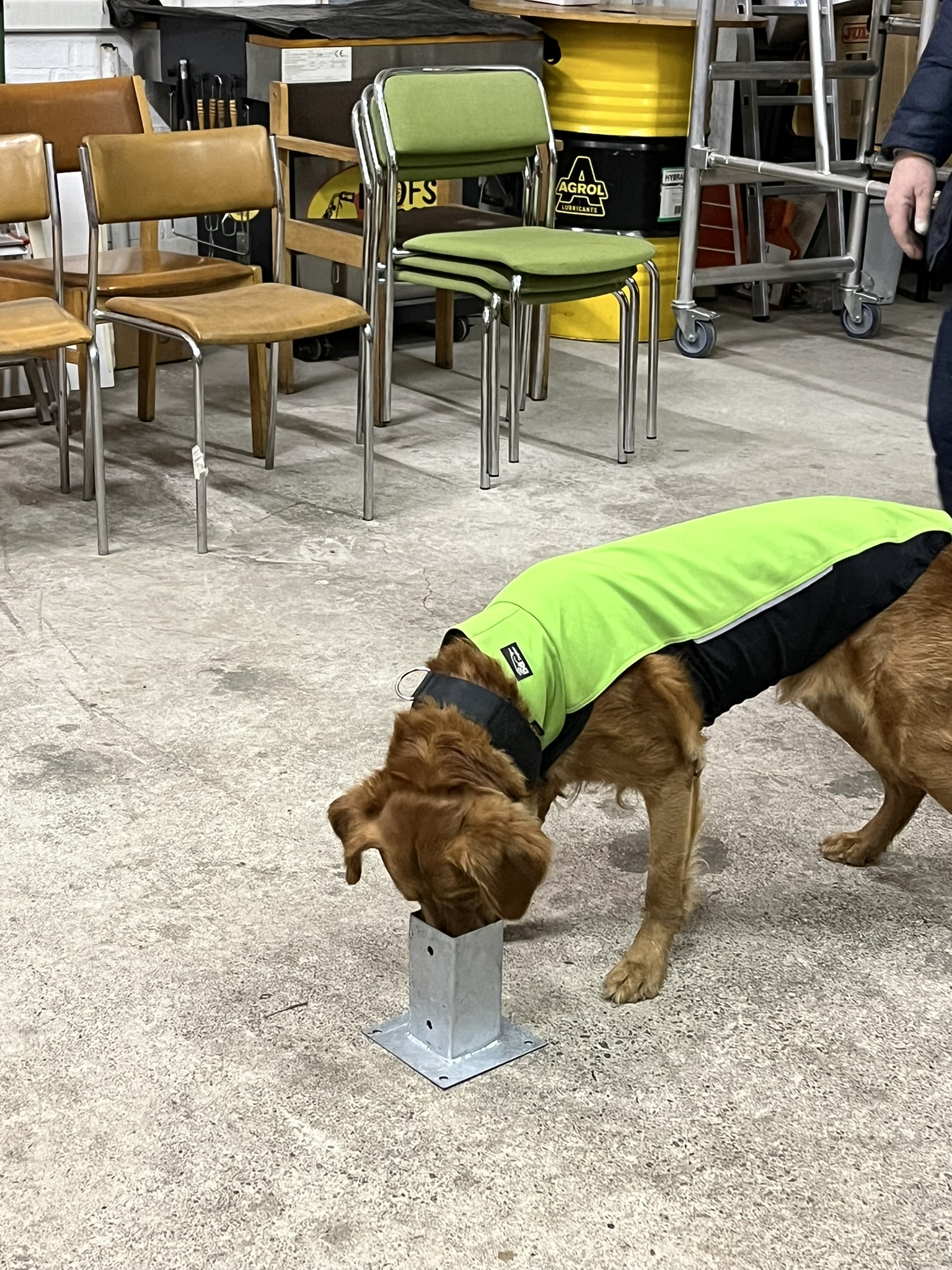 Golden retriever markerar i specialsök