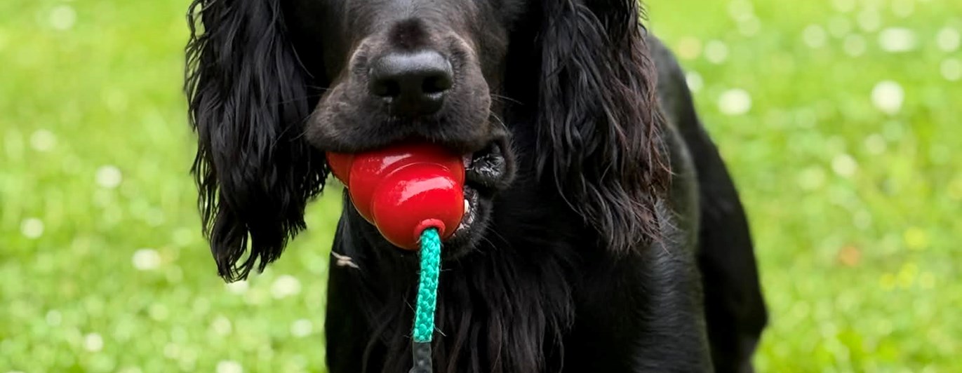 cocker